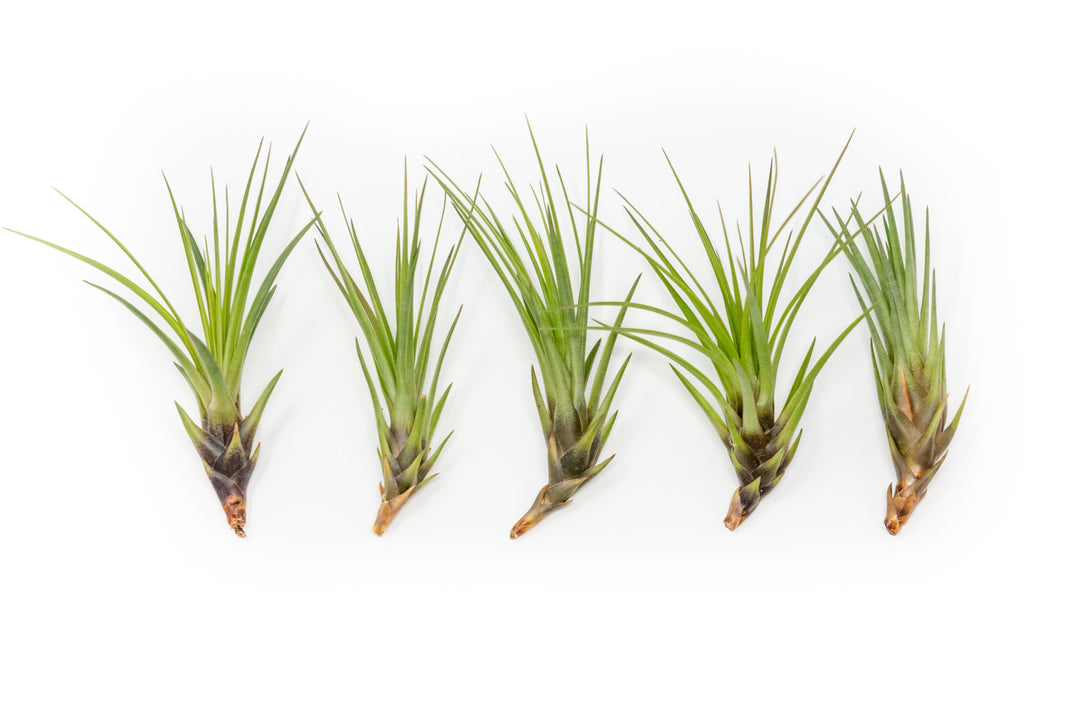 Wholesale - Large Tillandsia Melanocrater Tricolor Air Plants