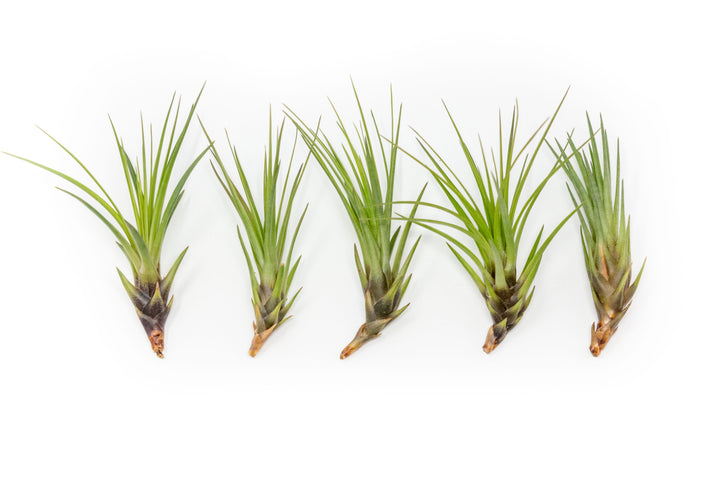 5 tillandsia melanocrater tricolor air plants