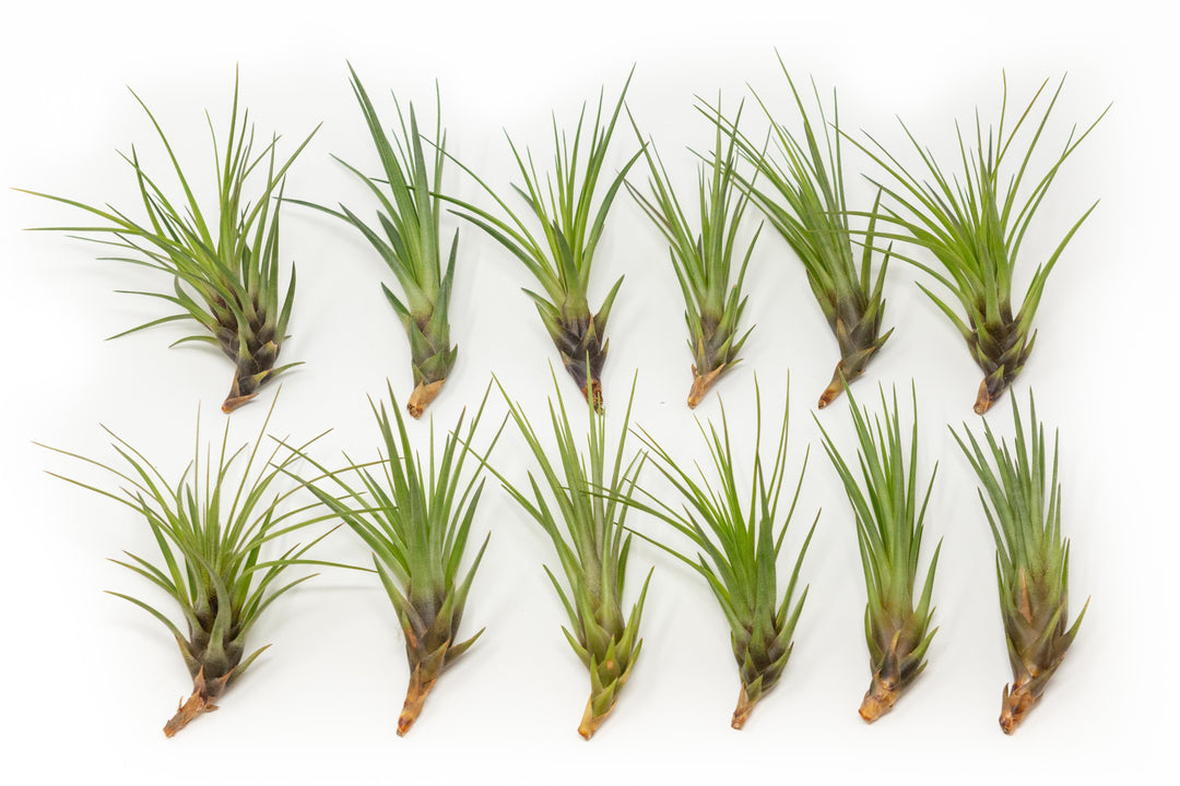 12 tillandsia melanocrater tricolor air plants