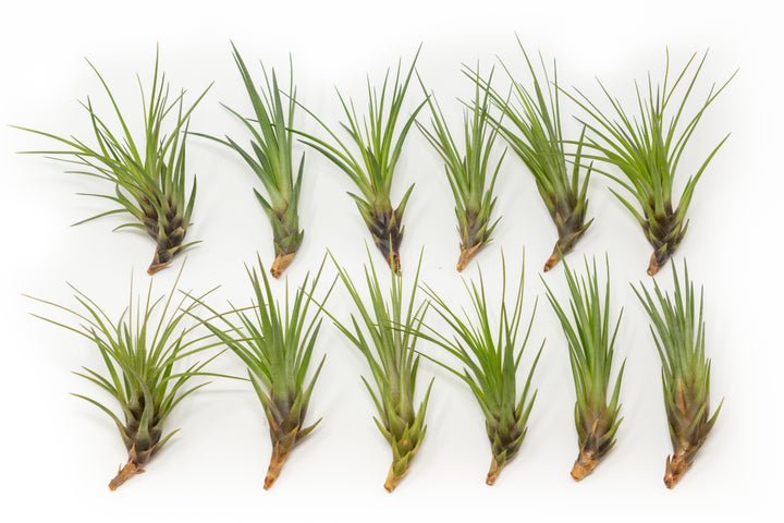12 tillandsia melanocrater tricolor air plants