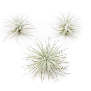 three small tillandsia tectorum ecuador air plants