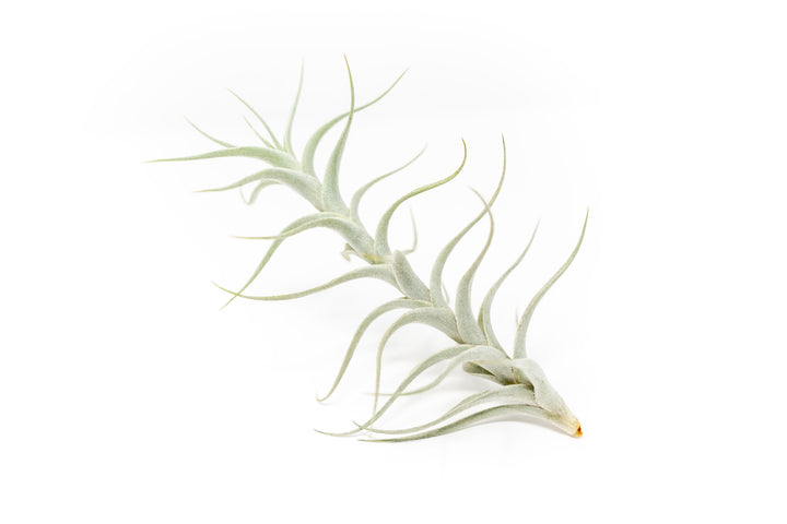 Wholesale - Tillandsia Albida 'Minor' Air Plants
