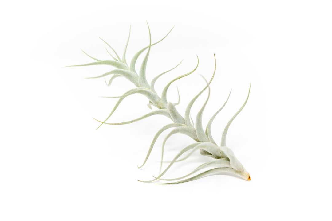Wholesale - Tillandsia Albida 'Minor' Air Plants