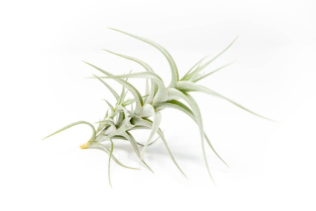 Wholesale - Tillandsia Albida 'Minor' Air Plants