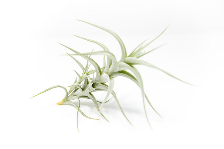 Wholesale - Tillandsia Albida 'Minor' Air Plants