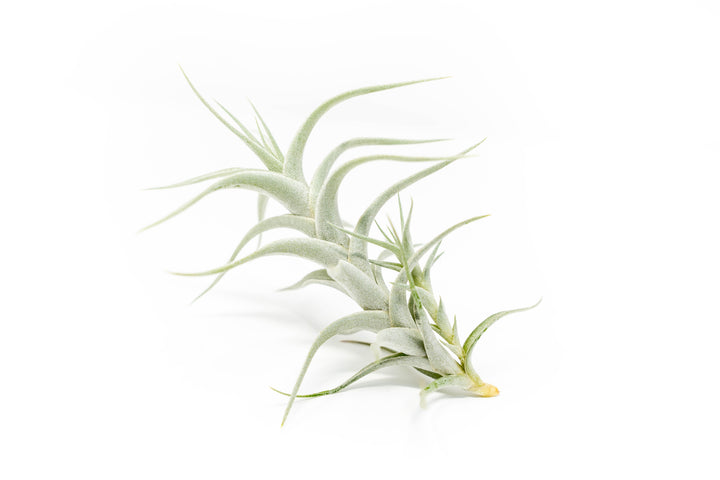 Wholesale - Tillandsia Albida 'Minor' Air Plants