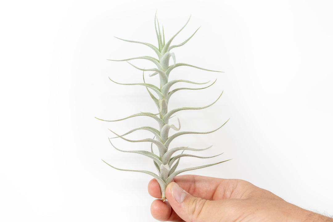 Wholesale - Tillandsia Albida 'Minor' Air Plants