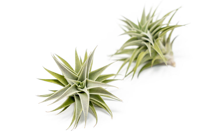 two tillandsia edithae air plants
