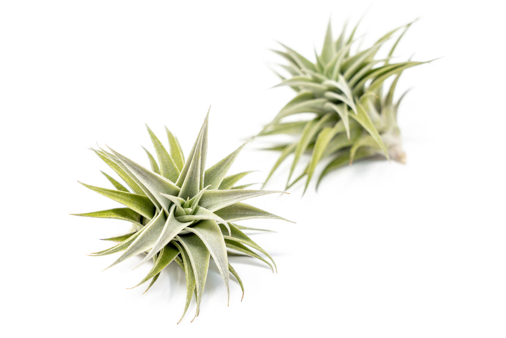 two tillandsia edithae air plants