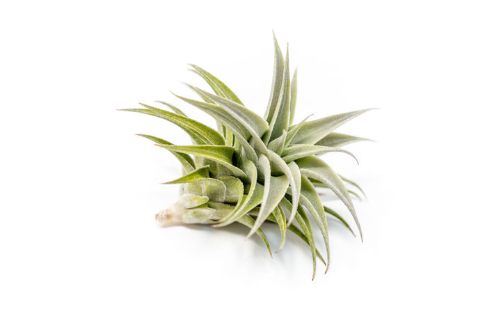 tillandsia edithae air plant