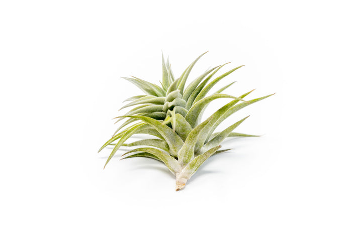 tillandsia edithae air plant