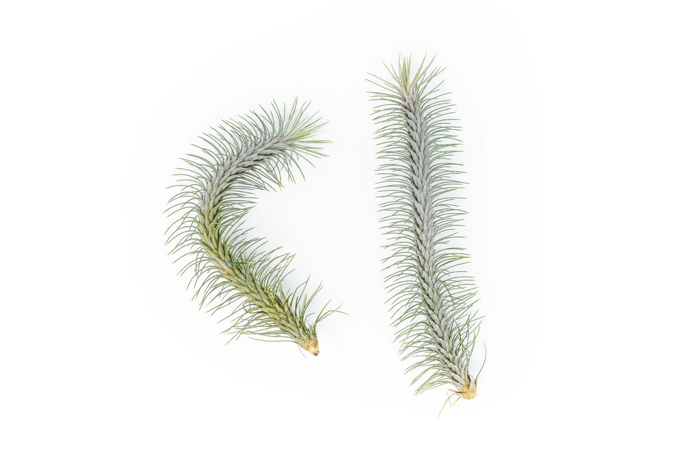 two tillandsia funckiana recurvifolia air plants