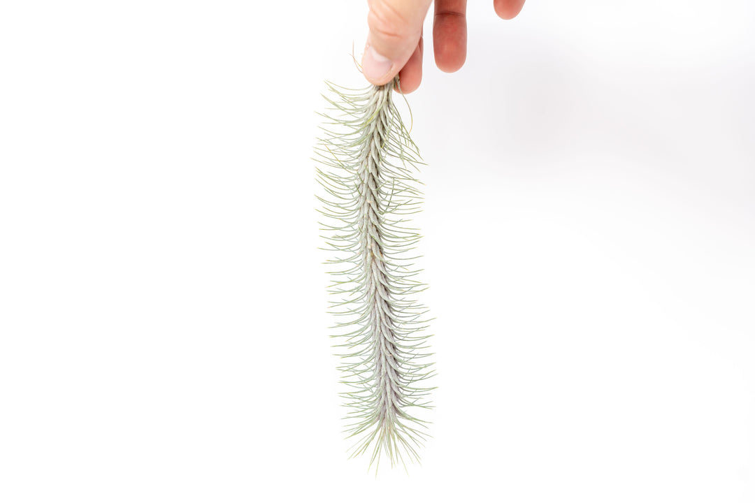 tillandsia funckiana recurvifolia air plant