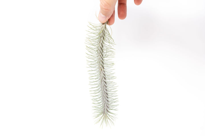 tillandsia funckiana recurvifolia air plant