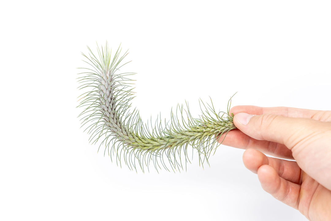 hand holding a tillandsia funckiana recurvifolia air plant