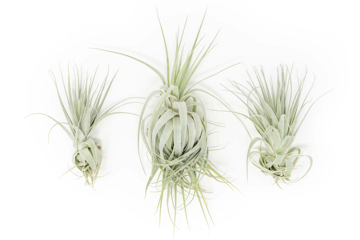 three tillandsia gardneri air plants