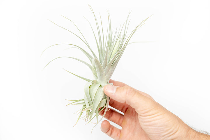tillandsia gardneri air plant