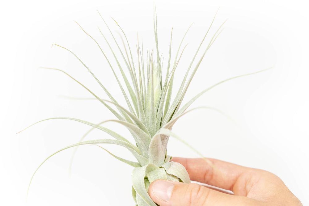 tillandsia gardneri air plant