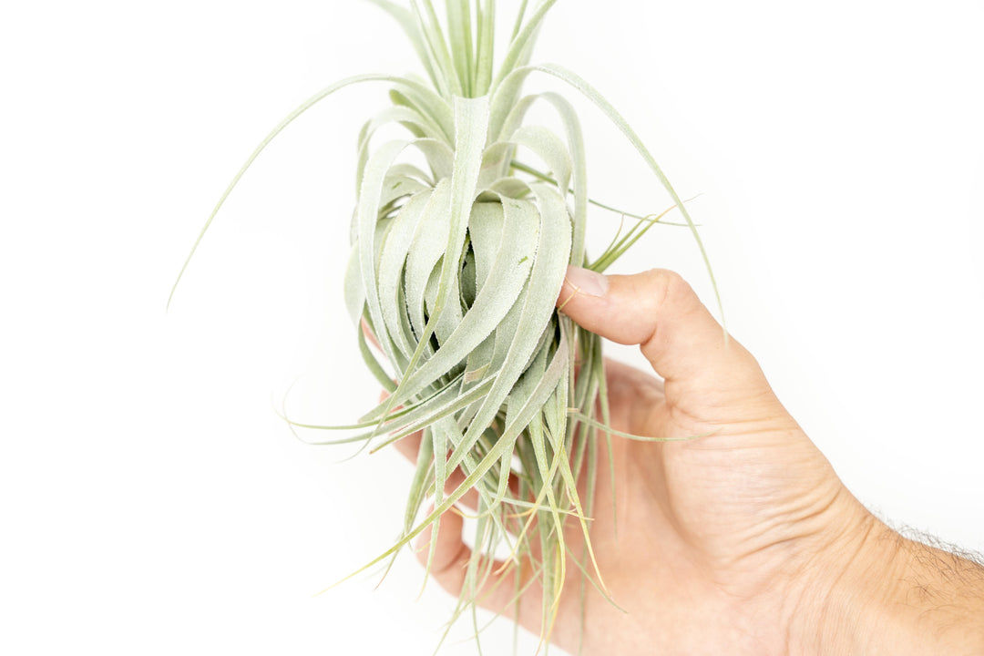 tillandsia gardneri air plant