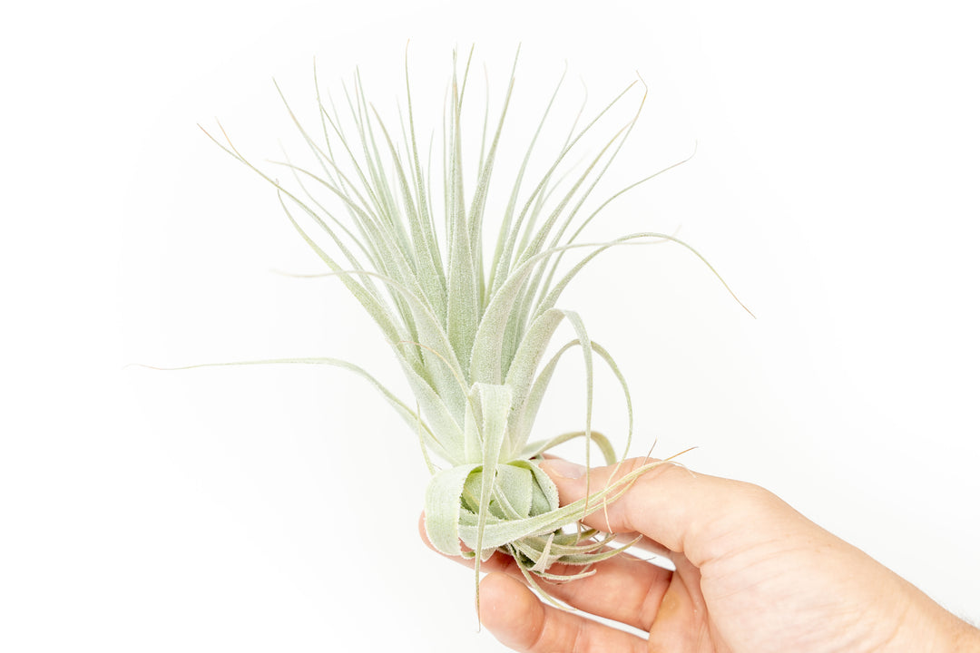 tillandsia gardneri air plant