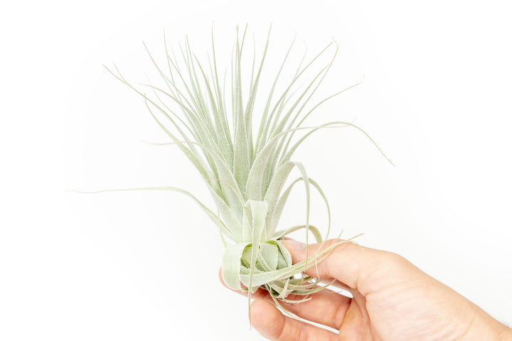 tillandsia gardneri air plant
