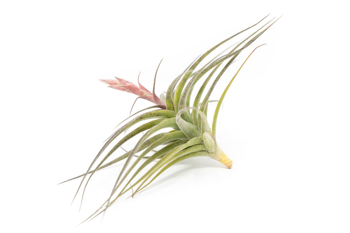 [In Bloom Now] Tillandsia Murorum Air Plant