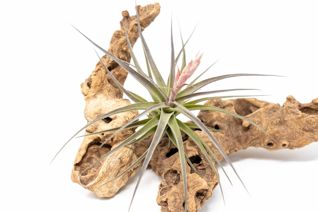 [In Bloom Now] Tillandsia Murorum Air Plant