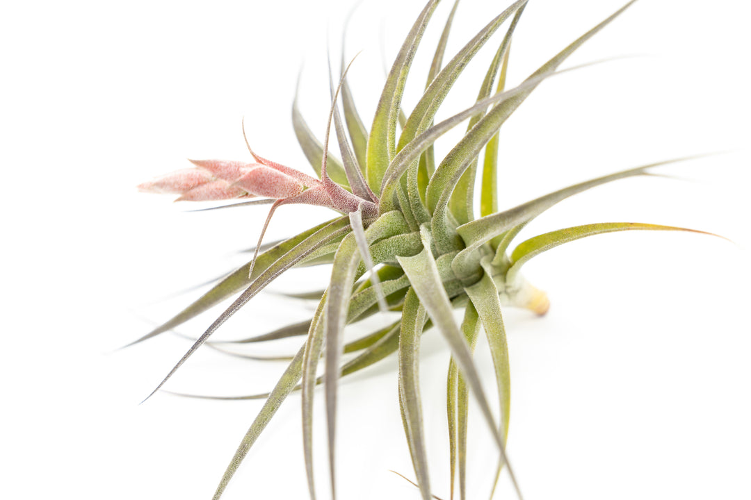 [In Bloom Now] Tillandsia Murorum Air Plant