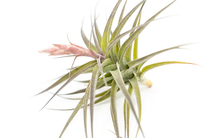 [In Bloom Now] Tillandsia Murorum Air Plant