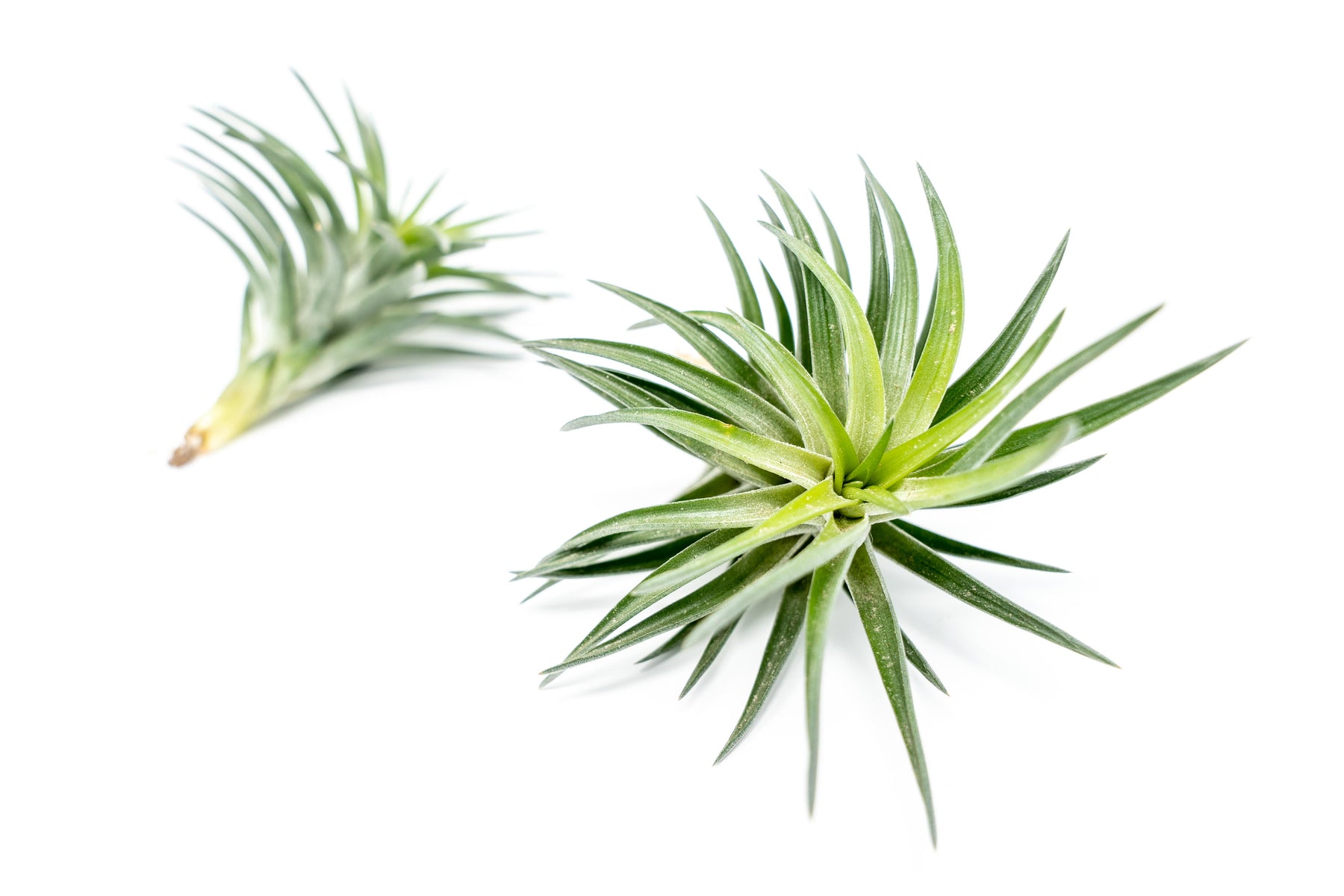 neglecta air plant Tillandsia Neglecta Air Plant