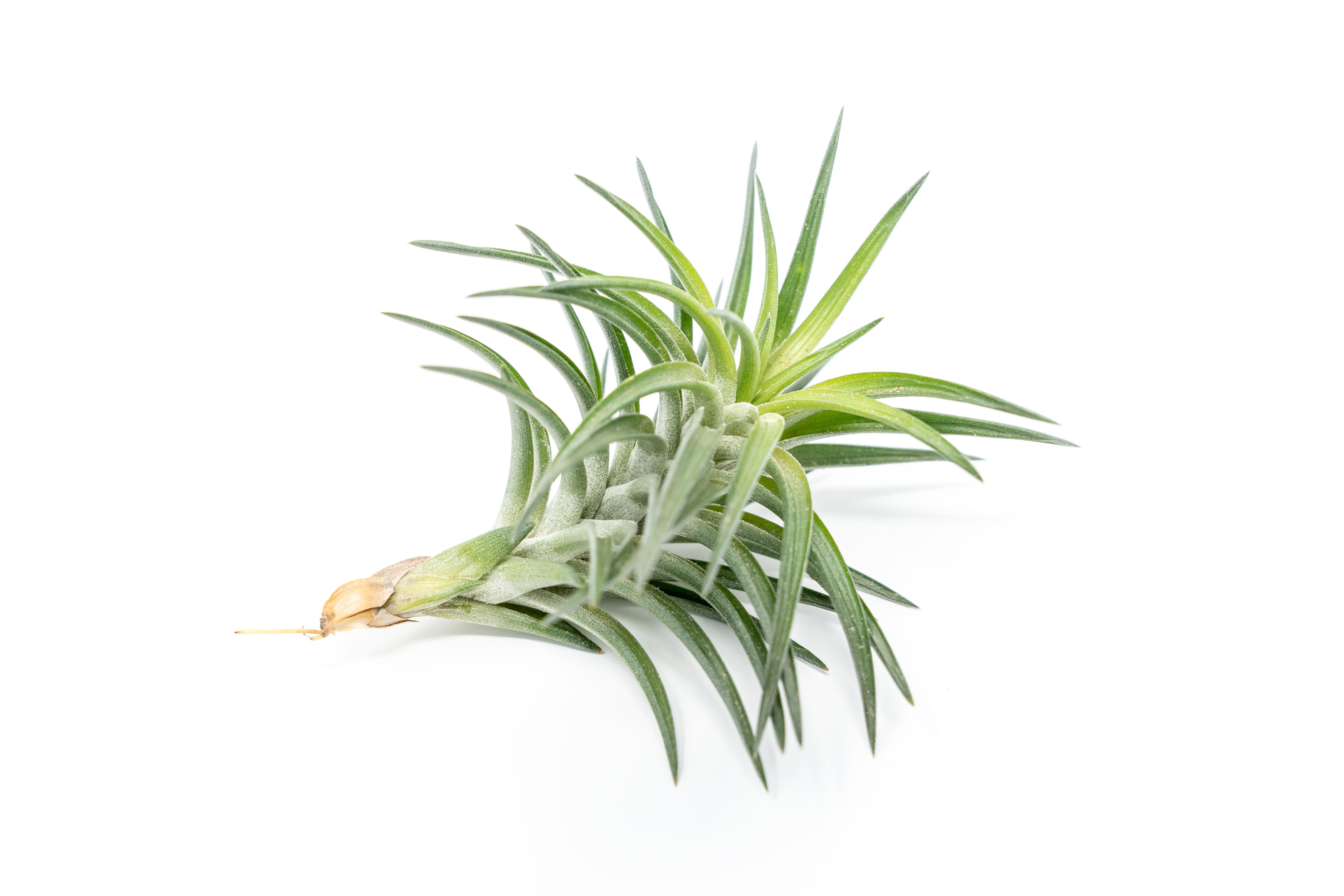 Tillandsia Neglecta Air Plant
