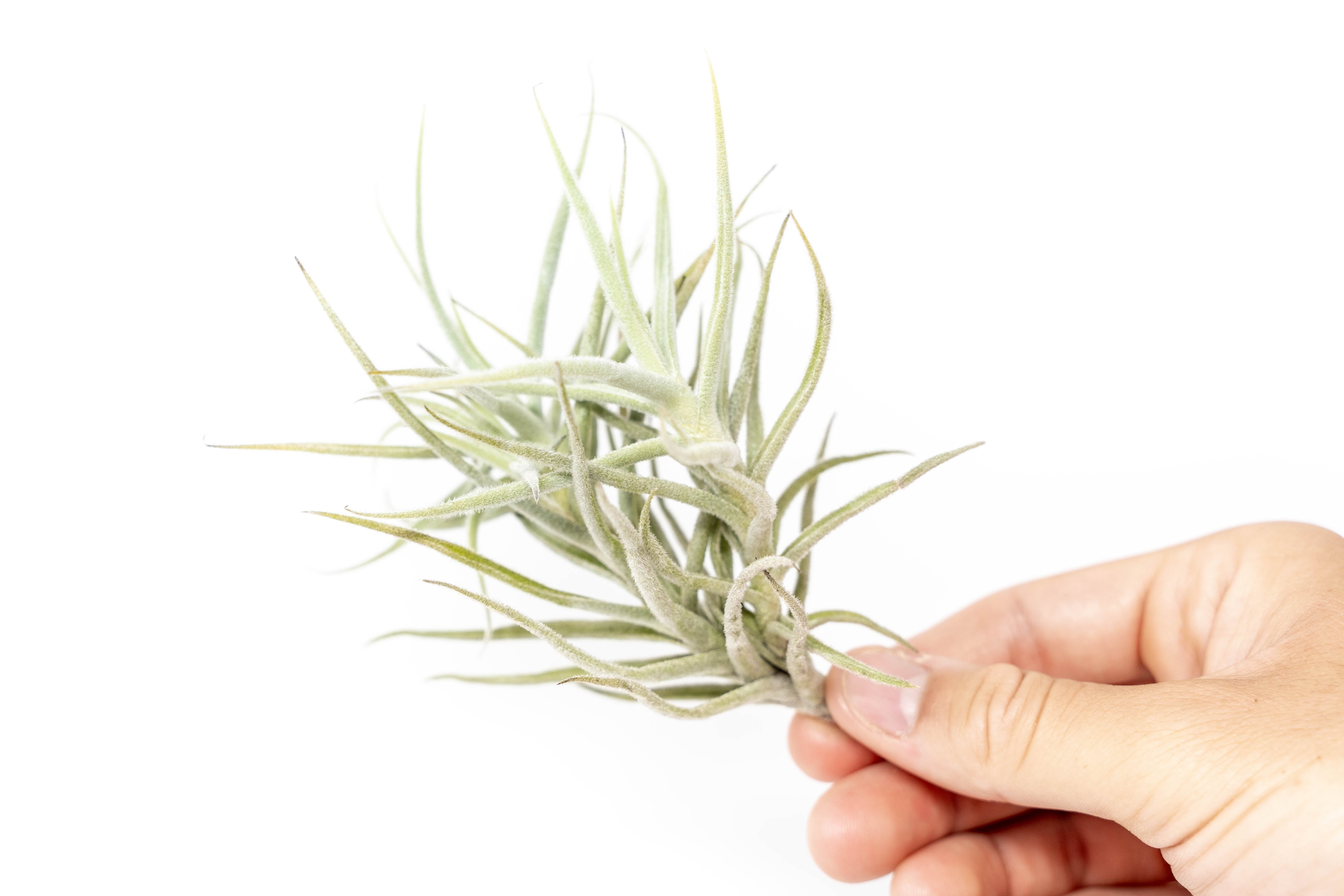 Tillandsia Paleacea Air Plant