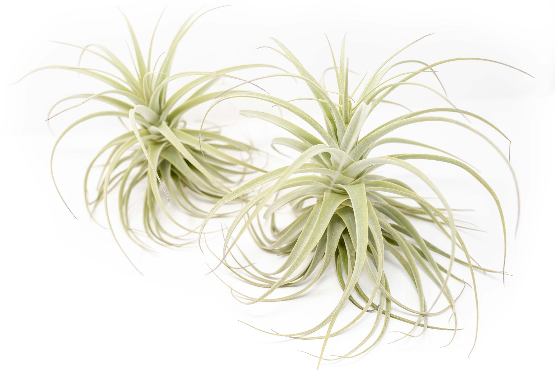 ghoul air plants Tillandsia Purpurea Air Plant