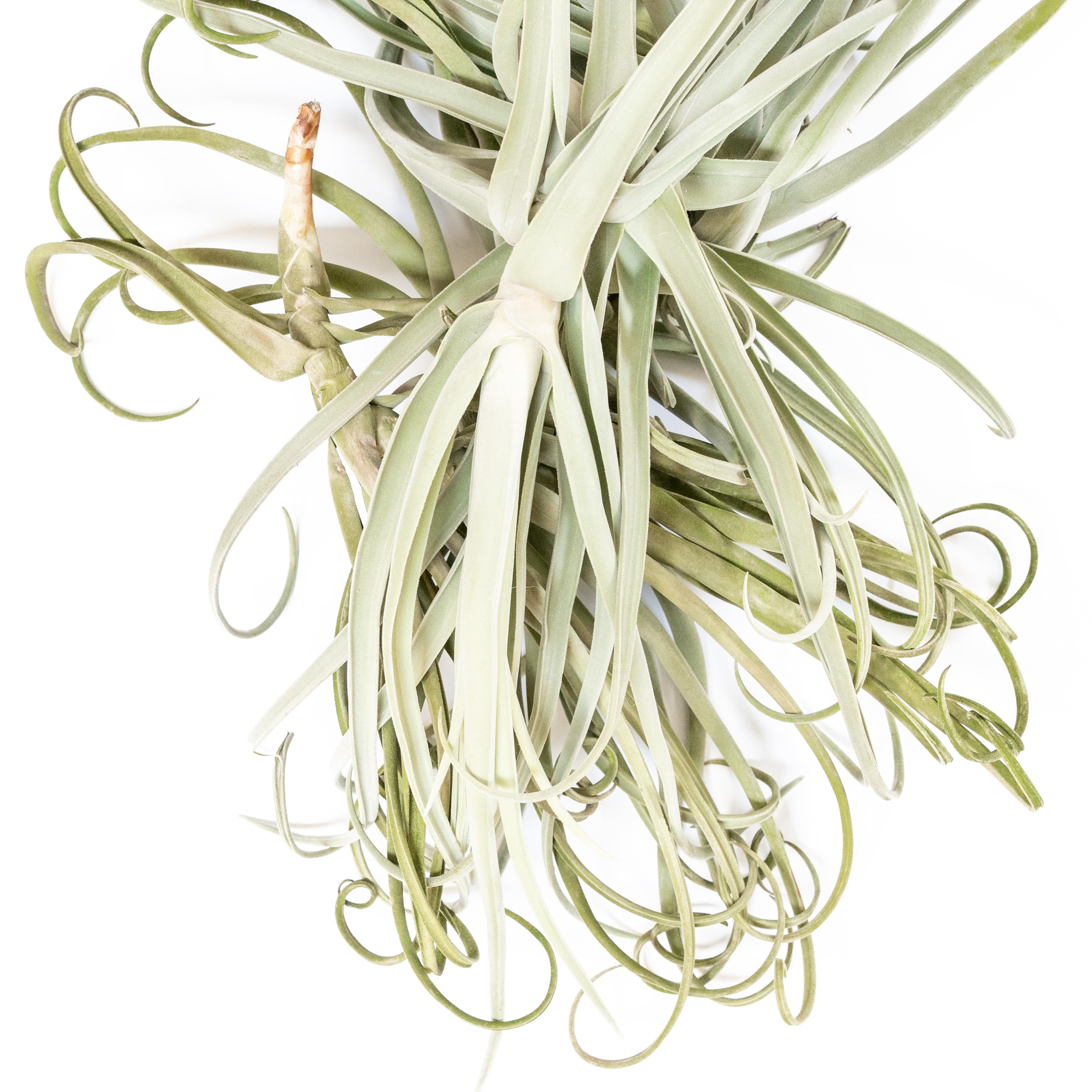 Tillandsia Duratii - Multiple Sizes - Limited Quantities