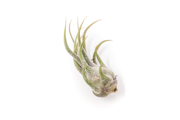 [In Blush Now!]Tillandsia Pruinosa Air Plants