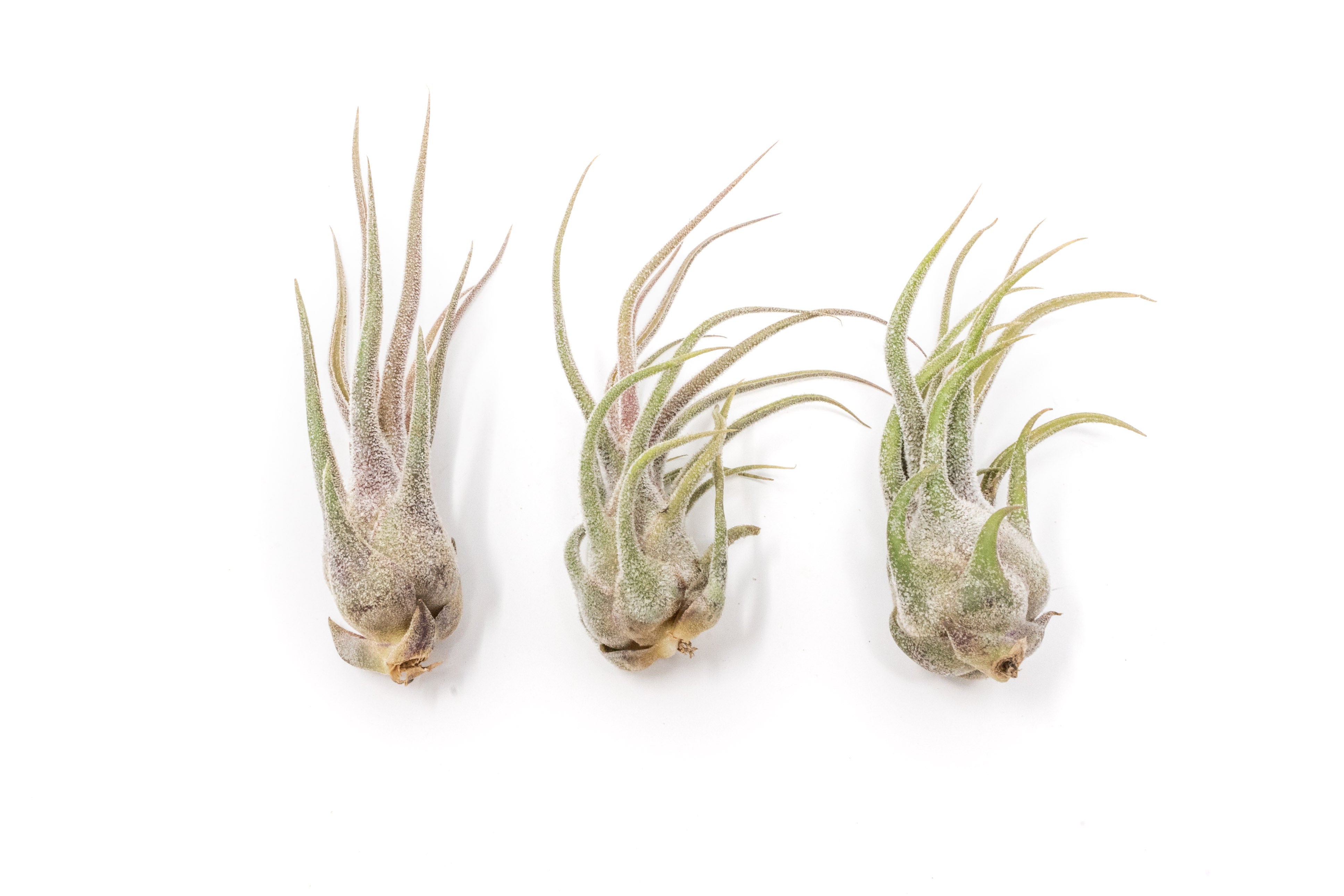 IN BLUSH NOW!] Tillandsia Pruinosa Air Plants