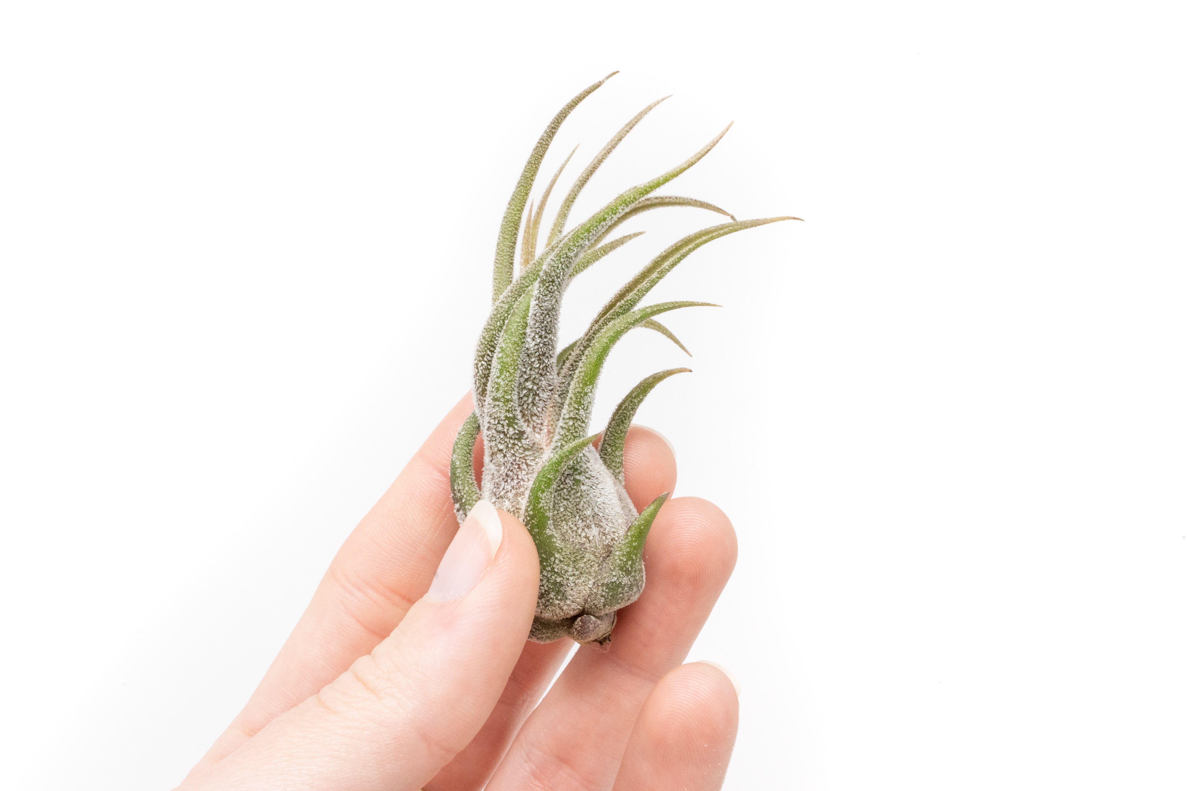 IN BLUSH NOW!] Tillandsia Pruinosa Air Plants