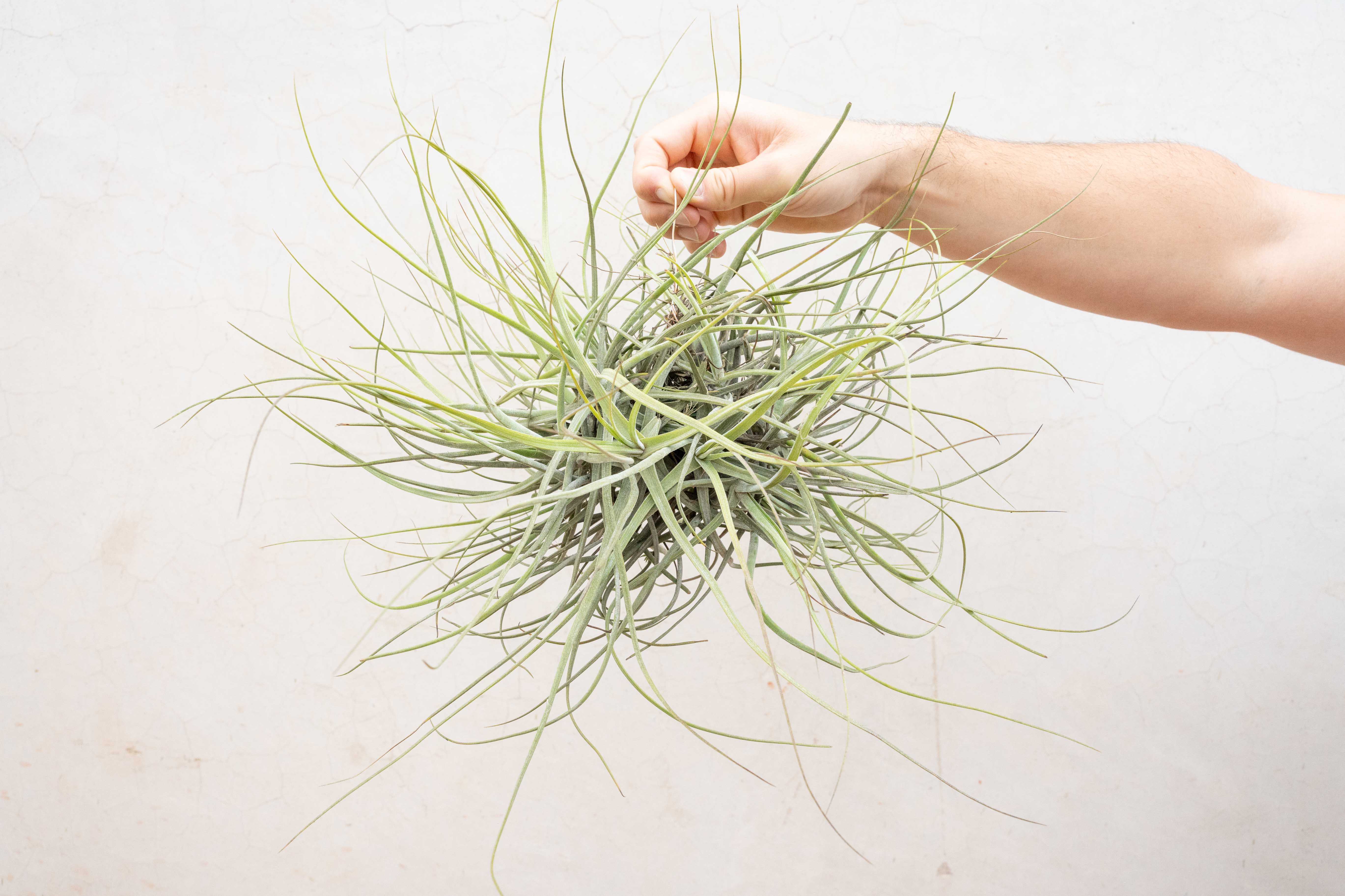 Tillandsia_Air_Plant_Schiedean
