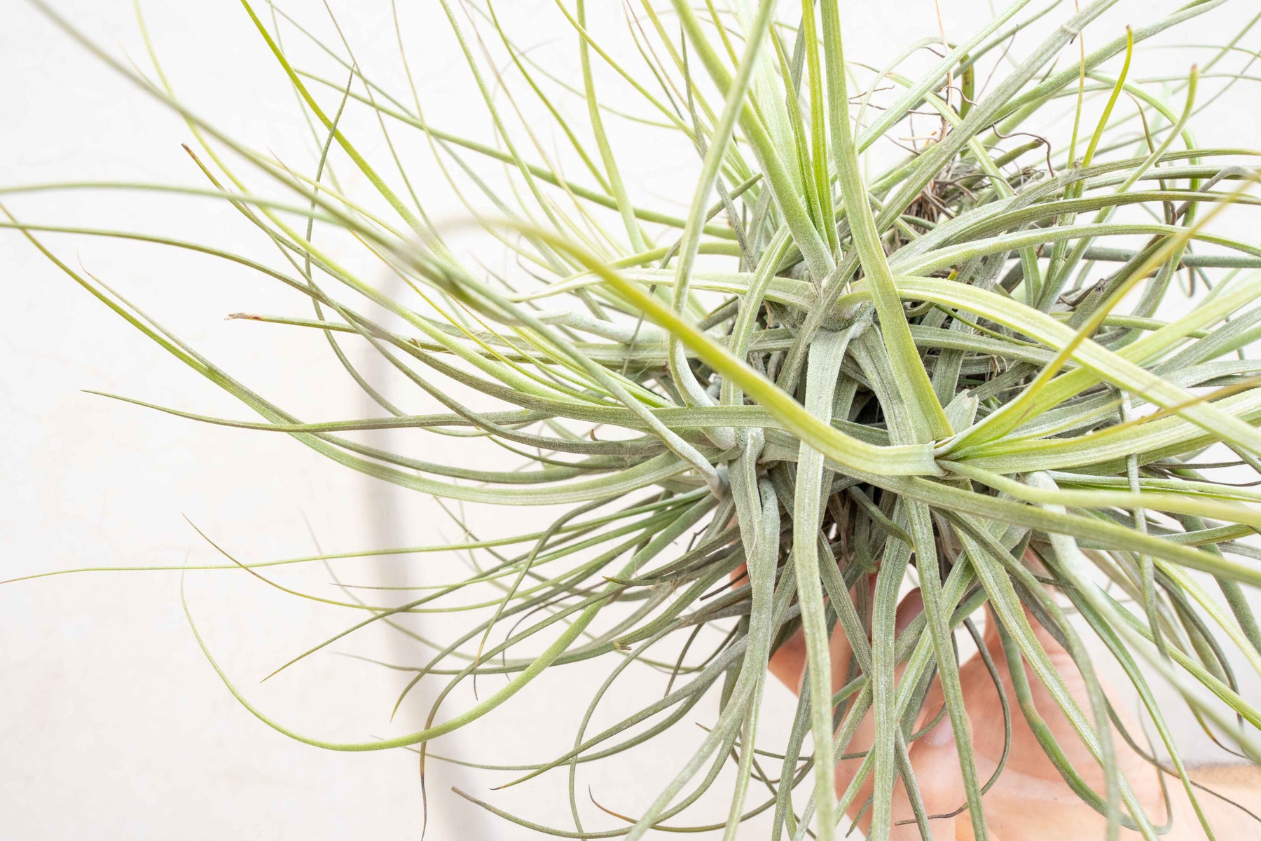 oaxacana air plant Tillandsia Schiedeana Clump Air Plant