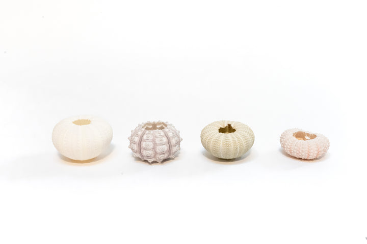 Wholesale - White Urchin Shells with Tillandsia Air Plants