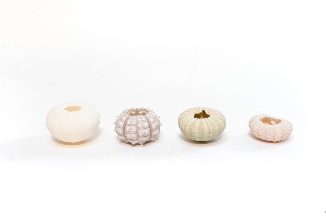 assorted sea urchins