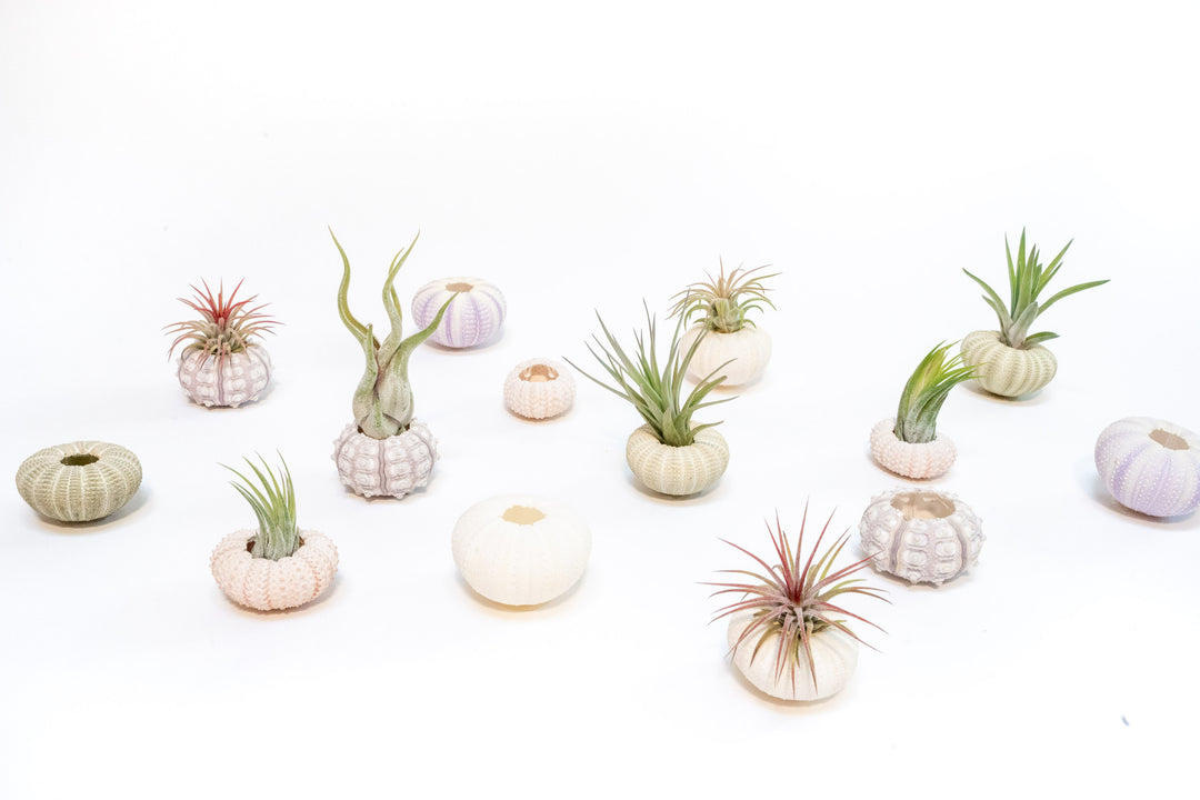 multiple varieties of sea urchin and assorted tillandsia air plants