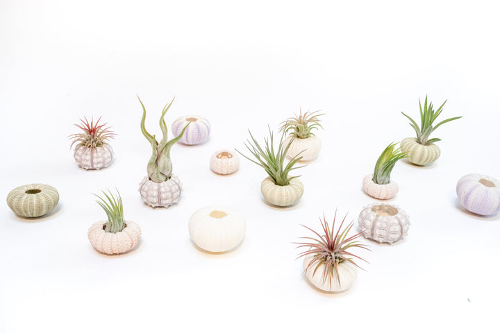 multiple varieties of sea urchin and assorted tillandsia air plants