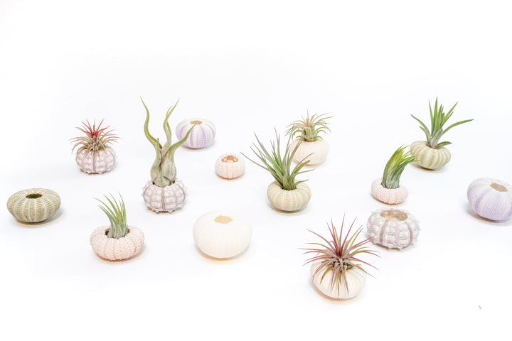 assorted sea urchins and tillandsia air plants
