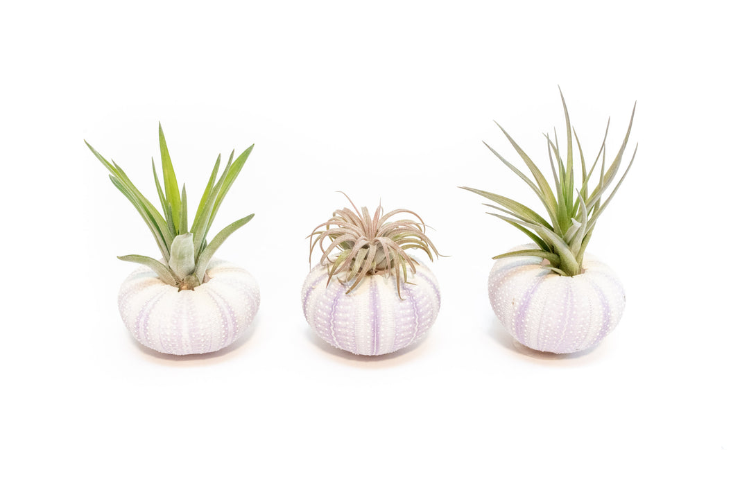 wholesale air plants and succulents Purple Urchin with Tillandsia Air Plant