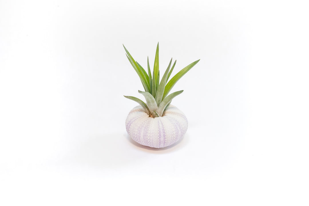 purple urchin with tillandsia velutina air plant