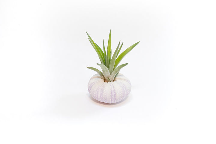 purple urchin with tillandsia velutina air plant