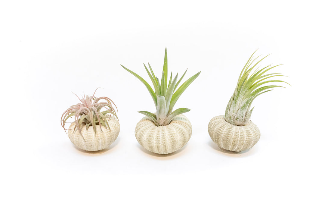air plant in urchin shell Green Urchins with Tillandsia Air Plants