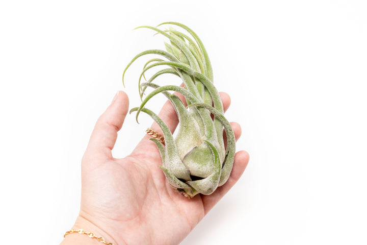hand holding a large tillandsia seleriana air plant