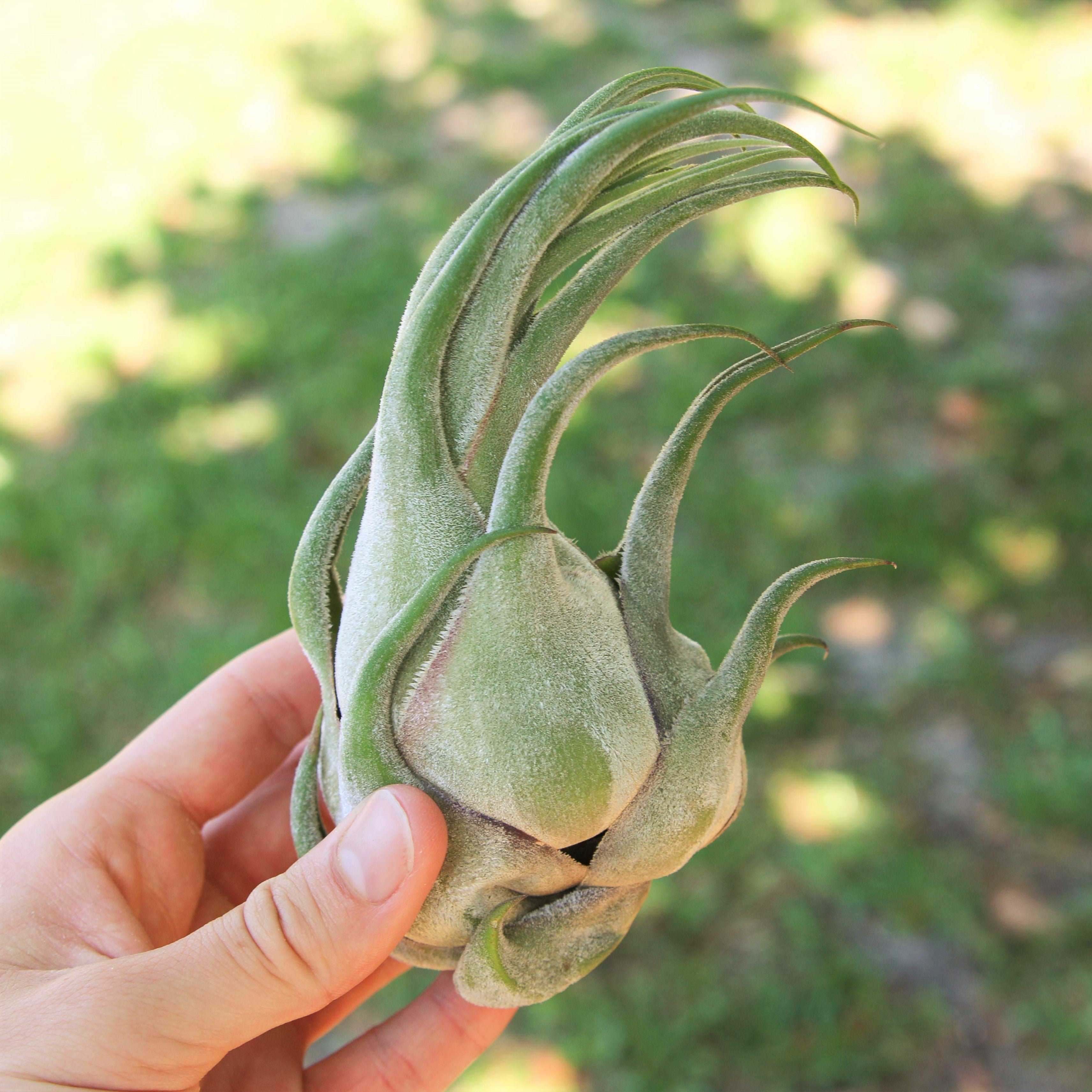 Tillandsia_Air_Plant_Seleriana